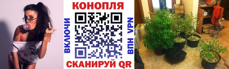 Шишки марихуана OG Kush  как найти наркотики  нарко площадка как зайти  Дмитров 